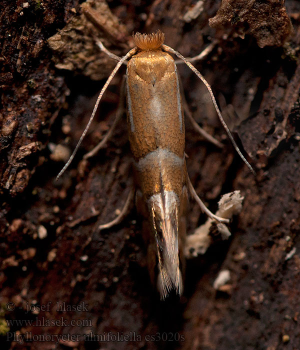 Phyllonorycter ulmifoliella