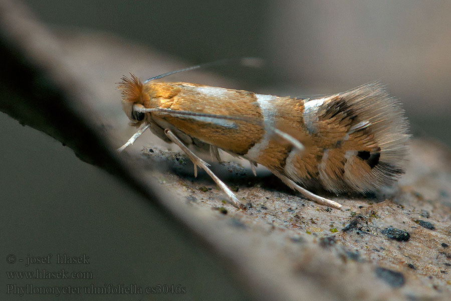 Phyllonorycter ulmifoliella