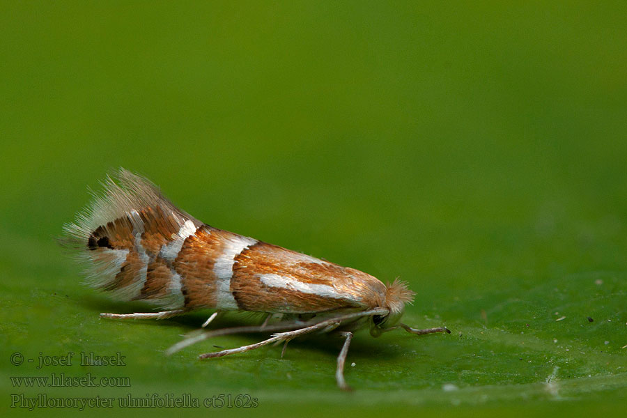 Phyllonorycter ulmifoliella