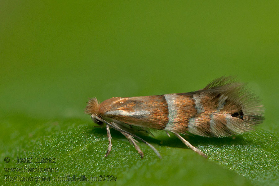 Phyllonorycter ulmifoliella