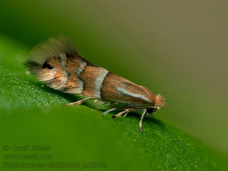 Vårtbjörkguldmal Phyllonorycter ulmifoliella