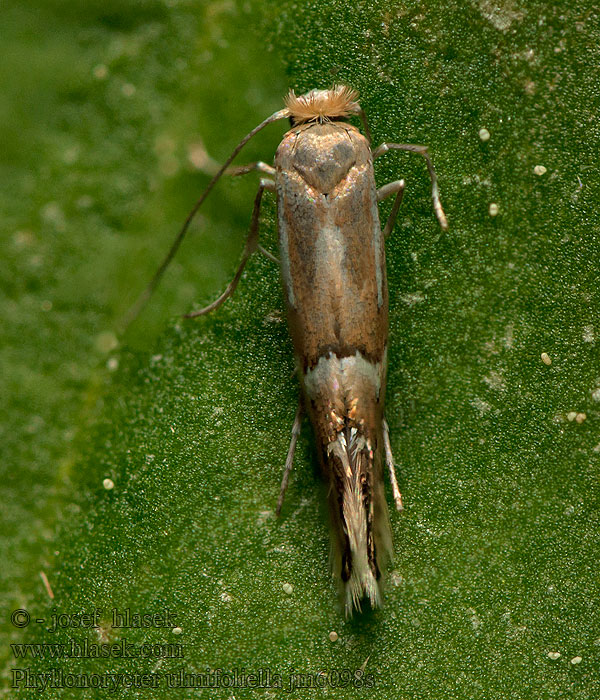 Berkenvouwmot Vårtbjörkguldmal Phyllonorycter ulmifoliella
