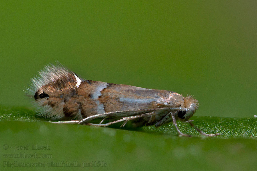 Ploskáčik brestový Berkenvouwmot Vårtbjörkguldmal Phyllonorycter ulmifoliella