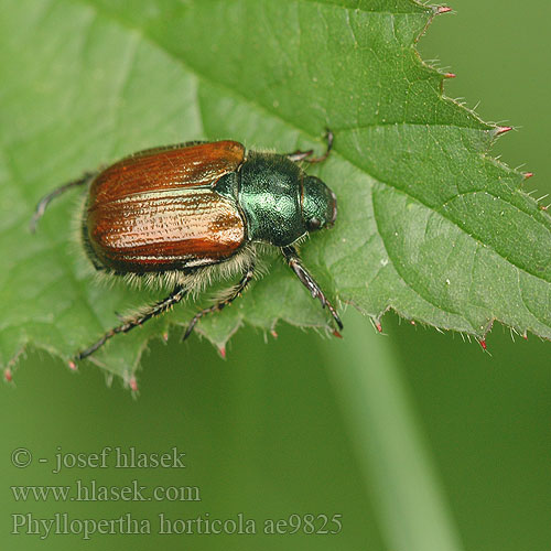 Phyllopertha horticola ae9825