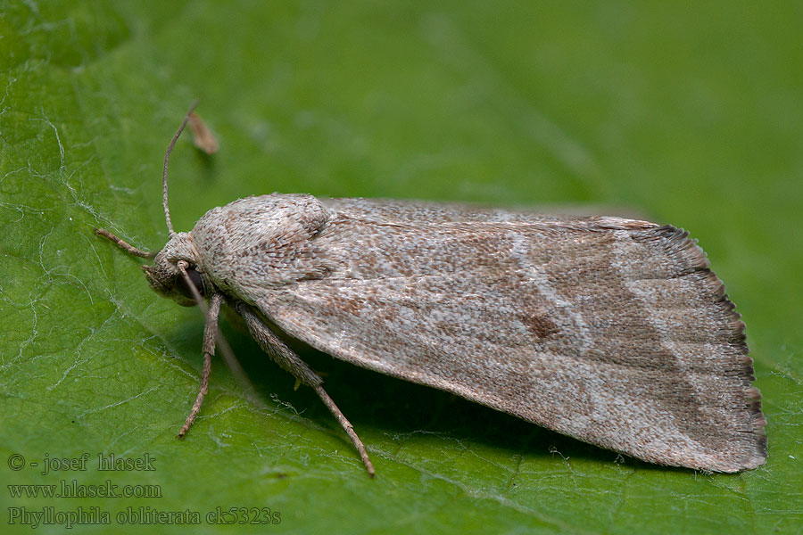 Phyllophila obliterata Morička palinová Anthophile Armoise