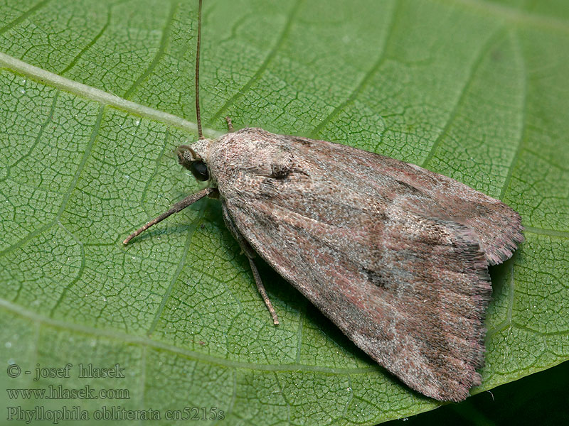 Phyllophila obliterata Совка сглаженная Apró ürömbagoly