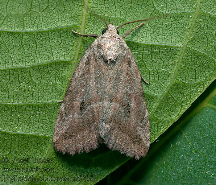 Světlopáska pelyňková Phyllophila obliterata