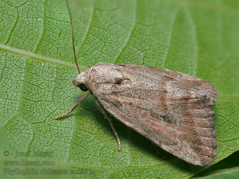 Aschgraue Grasmotteneule Phyllophila obliterata