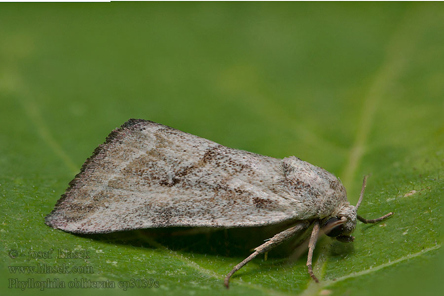 Phyllophila obliterata