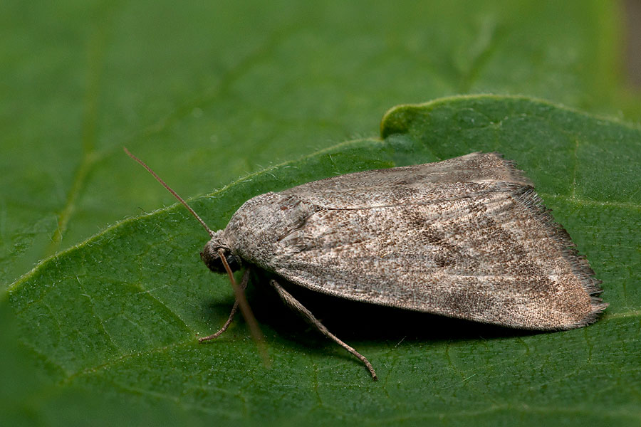 Phyllophila obliterata