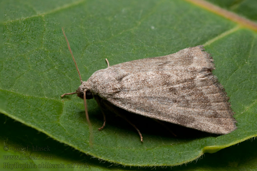 Phyllophila obliterata