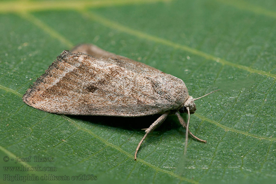 Phyllophila obliterata