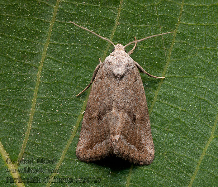 Phyllophila obliterata