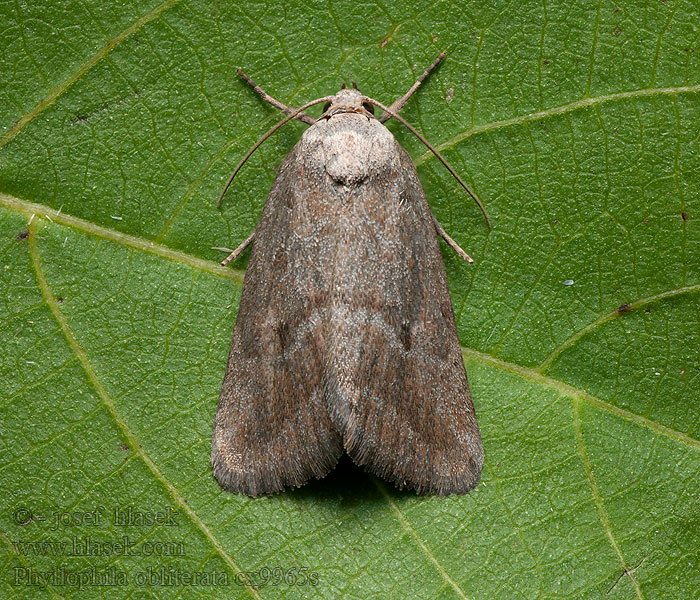 Phyllophila obliterata