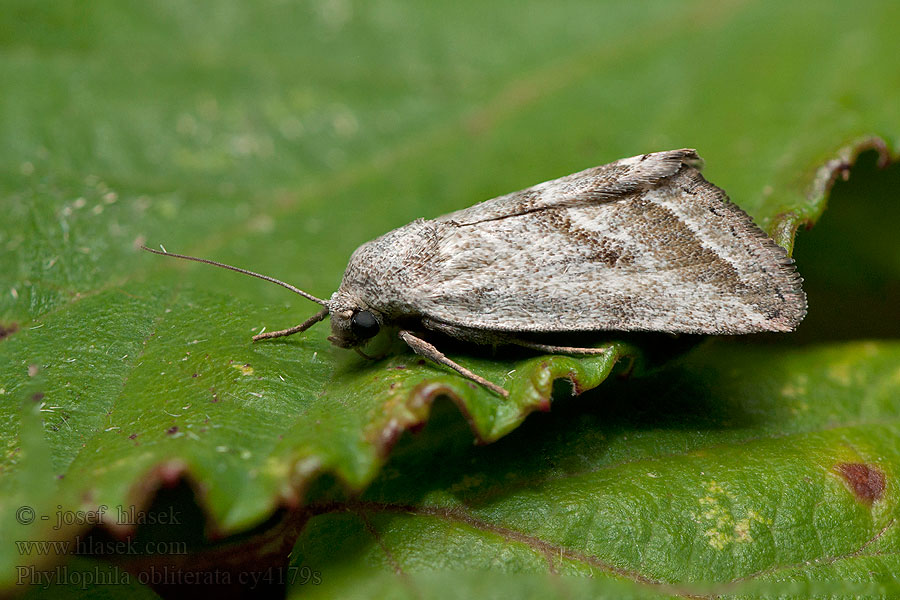 Phyllophila obliterata