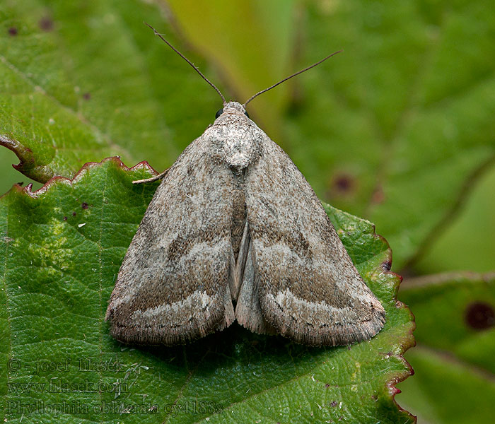 Phyllophila obliterata