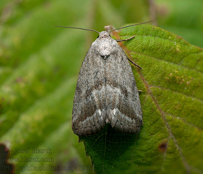 Phyllophila obliterata