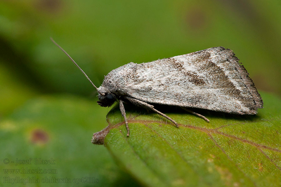 Phyllophila obliterata