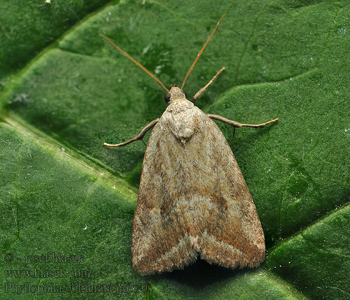 Světlopáska pelyňková Aschgraue Grasmotteneule Phyllophila obliterata