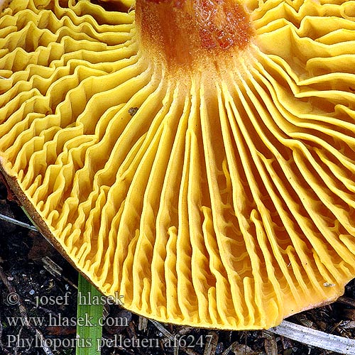 Phylloporus pelletieri Xerocomus rhodoxanthus