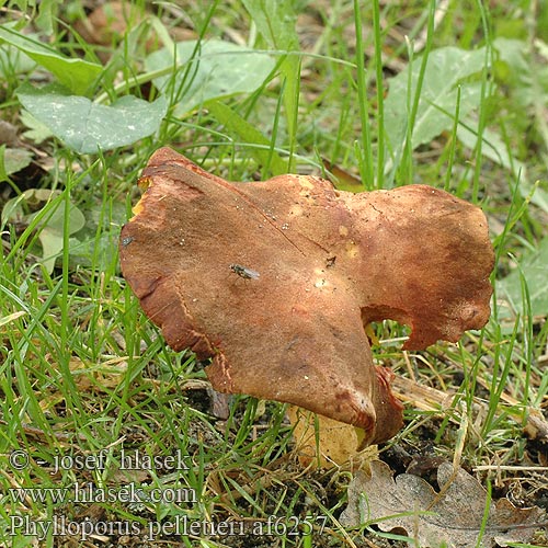 Lupenopórka červenožlutá Golden-gilled bolete