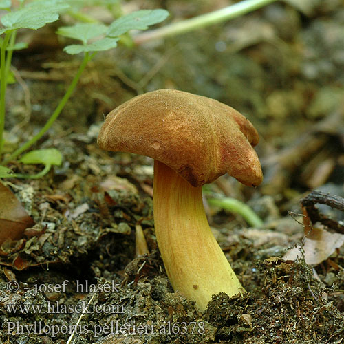 Phylloporus pelletieri al6378