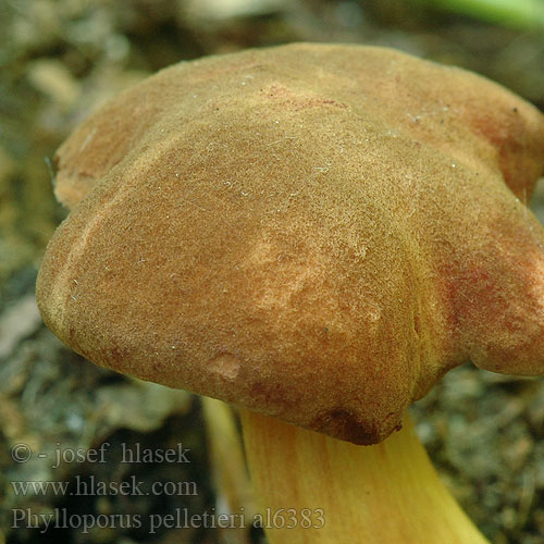 Phylloporus pelletieri al6383