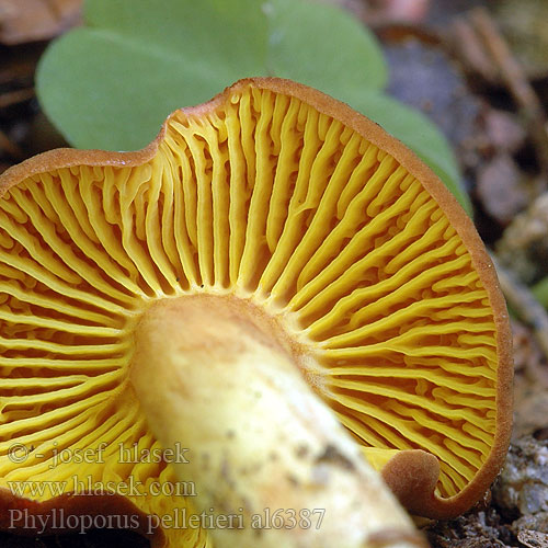 Phylloporus pelletieri al6387