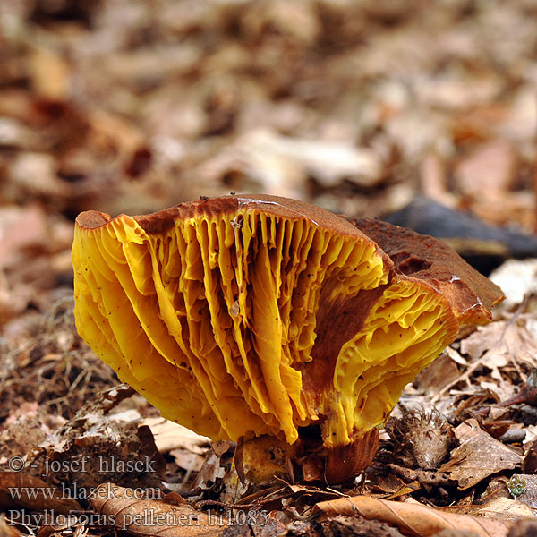 Phylloporus pelletieri bi1085