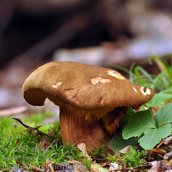 Gullskiverørsopp Phylloporus pelletieri Xerocomus rhodoxanthus