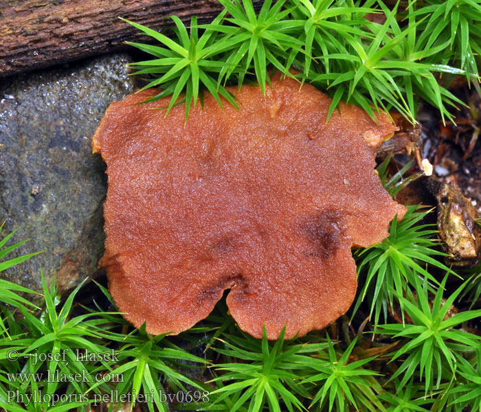 Phylloporus pelletieri Lupenopórka červenožlutá