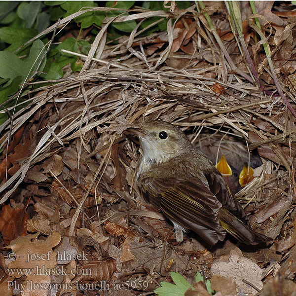 Vuoriuunilintu Pouillot Bonelli Bergfluiter Lui bianco Bonelli-füzike Berglaubsänger Świstunka górska Kolibiarik horský Budníček horský Mosquitero Papialbo Bergsångare Βουνοφυλλοσκόπος Felosa Bonelli Вівчарик світлочеревий Boz Çıvgın עלוית לבנת בטן Phylloscopus bonelli Bonell's Bonelli's Warbler Vestlig bjergløvsanger