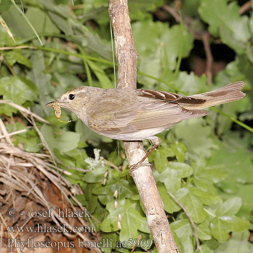 Phylloscopus bonelli ae5969