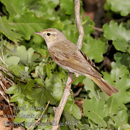 Phylloscopus bonelli ae5973