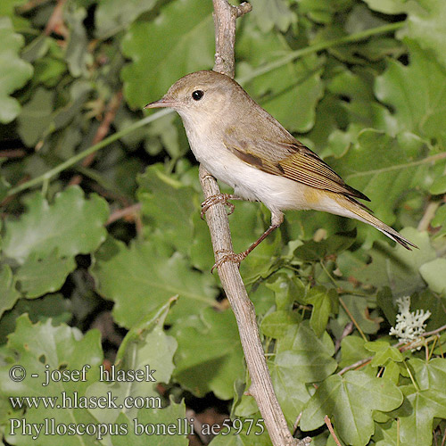 Phylloscopus bonelli ae5975