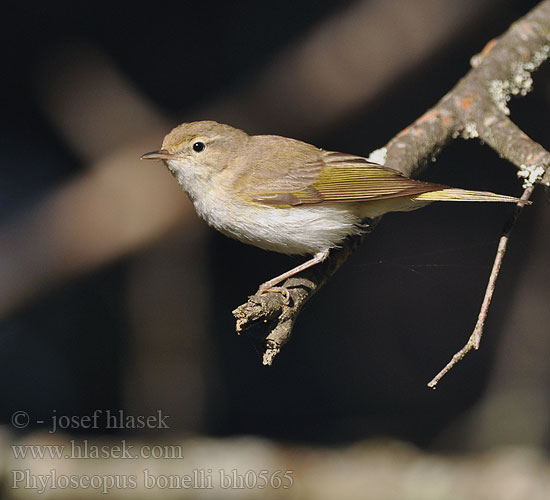 Pouillot Bonelli Bergfluiter Lui bianco Bonelli-füzike Berglaubsänger Świstunka górska Kolibiarik horský Budníček horský Mosquitero Papialbo Bergsångare Βουνοφυλλοσκόπος Felosa Bonelli Вівчарик світлочеревий Boz Çıvgın עלוית לבנת בטן Phylloscopus bonelli Bonell's Bonelli's Warbler Vestlig bjergløvsanger Vuoriuunilintu