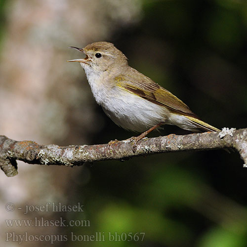 Bergfluiter Lui bianco Bonelli-füzike Berglaubsänger Świstunka górska Kolibiarik horský Budníček horský Mosquitero Papialbo Bergsångare Βουνοφυλλοσκόπος Felosa Bonelli Вівчарик світлочеревий Boz Çıvgın עלוית לבנת בטן Phylloscopus bonelli Bonell's Bonelli's Warbler Vestlig bjergløvsanger Vuoriuunilintu Pouillot Bonelli