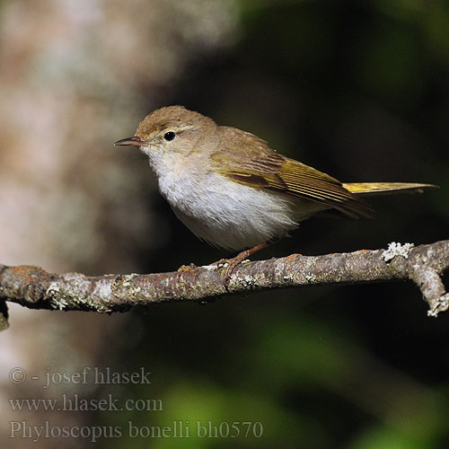 Lui bianco Bonelli-füzike Berglaubsänger Świstunka górska Kolibiarik horský Budníček horský Mosquitero Papialbo Bergsångare Βουνοφυλλοσκόπος Felosa Bonelli Вівчарик світлочеревий Boz Çıvgın עלוית לבנת בטן Phylloscopus bonelli Bonell's Bonelli's Warbler Vestlig bjergløvsanger Vuoriuunilintu Pouillot Bonelli Bergfluiter