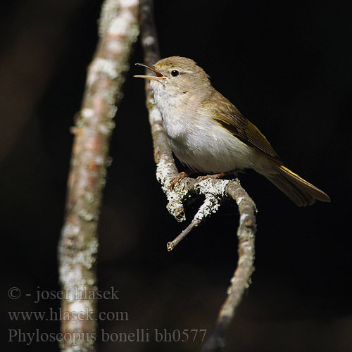 Phylloscopus bonelli bh0577