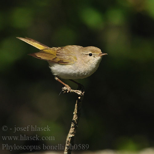 Phylloscopus bonelli bh0589