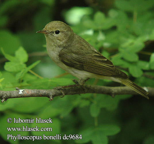 Phylloscopus bonelli dc9684