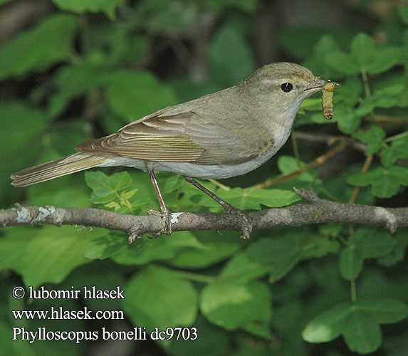 Phylloscopus bonelli dc9703