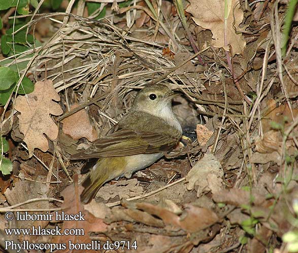 Phylloscopus bonelli dc9714