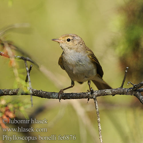 Phylloscopus bonelli fe6876