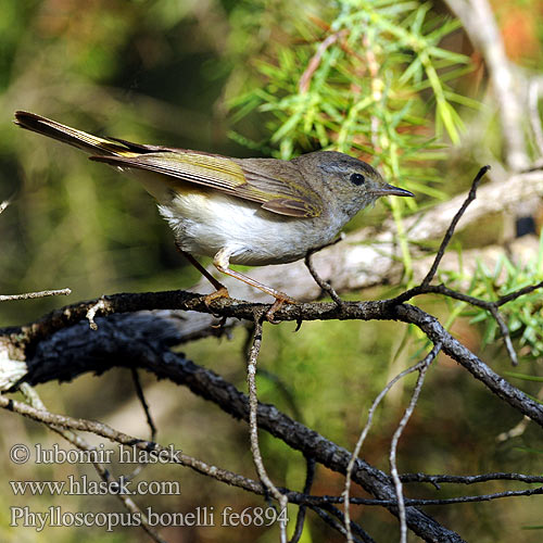 Phylloscopus bonelli fe6894