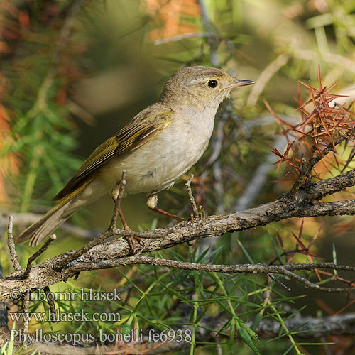 Budníček horský Mosquitero Papialbo Bergsångare Βουνοφυλλοσκόπος Felosa Bonelli Вівчарик світлочеревий Boz Çıvgın עלוית לבנת בטן Phylloscopus bonelli Bonell's Bonelli's Warbler Vestlig bjergløvsanger Vuoriuunilintu Pouillot Bonelli Bergfluiter Lui bianco Bonelli-füzike Berglaubsänger Świstunka górska Kolibiarik horský