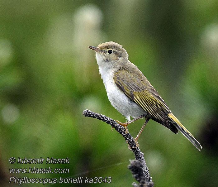 Phylloscopus bonelli Bonell's Bonelli's Warbler