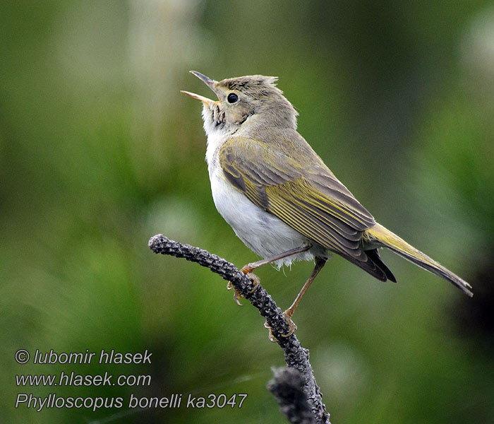 Phylloscopus bonelli Budníček horský