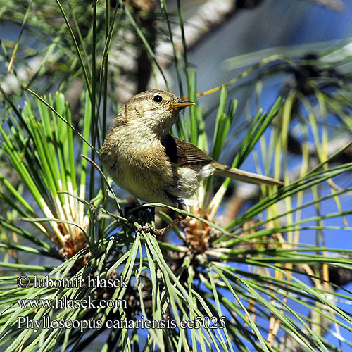 Phylloscopus canariensis Canary Islands Chiffchaff Canarian