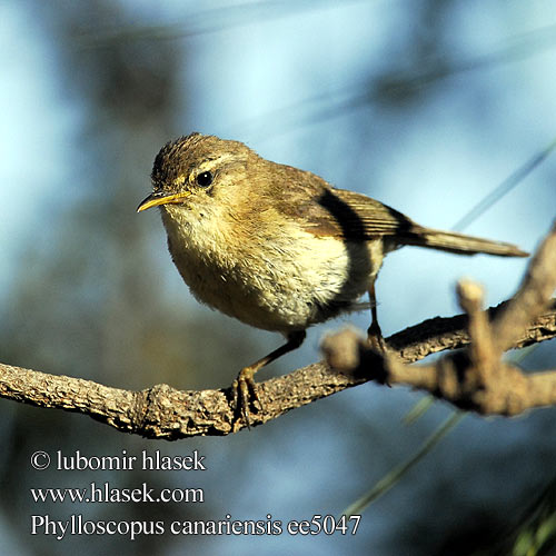 Phylloscopus canariensis ee5047